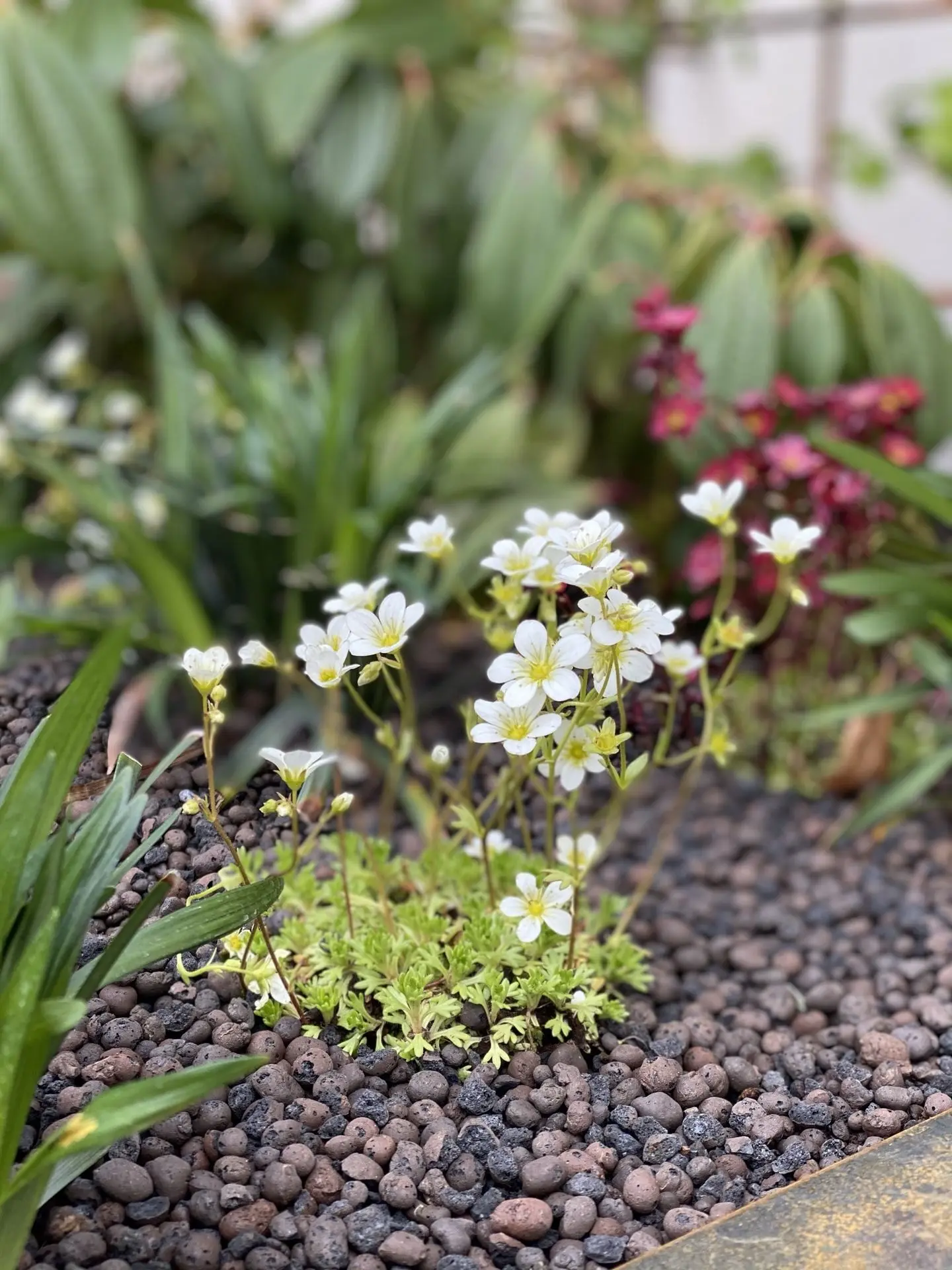 Cortenstaal planten